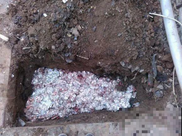 大螃蟹做花肥,秋天大补,花吃完就疯长了! 大螃蟹做花肥,秋天大补,花吃完就疯长了!