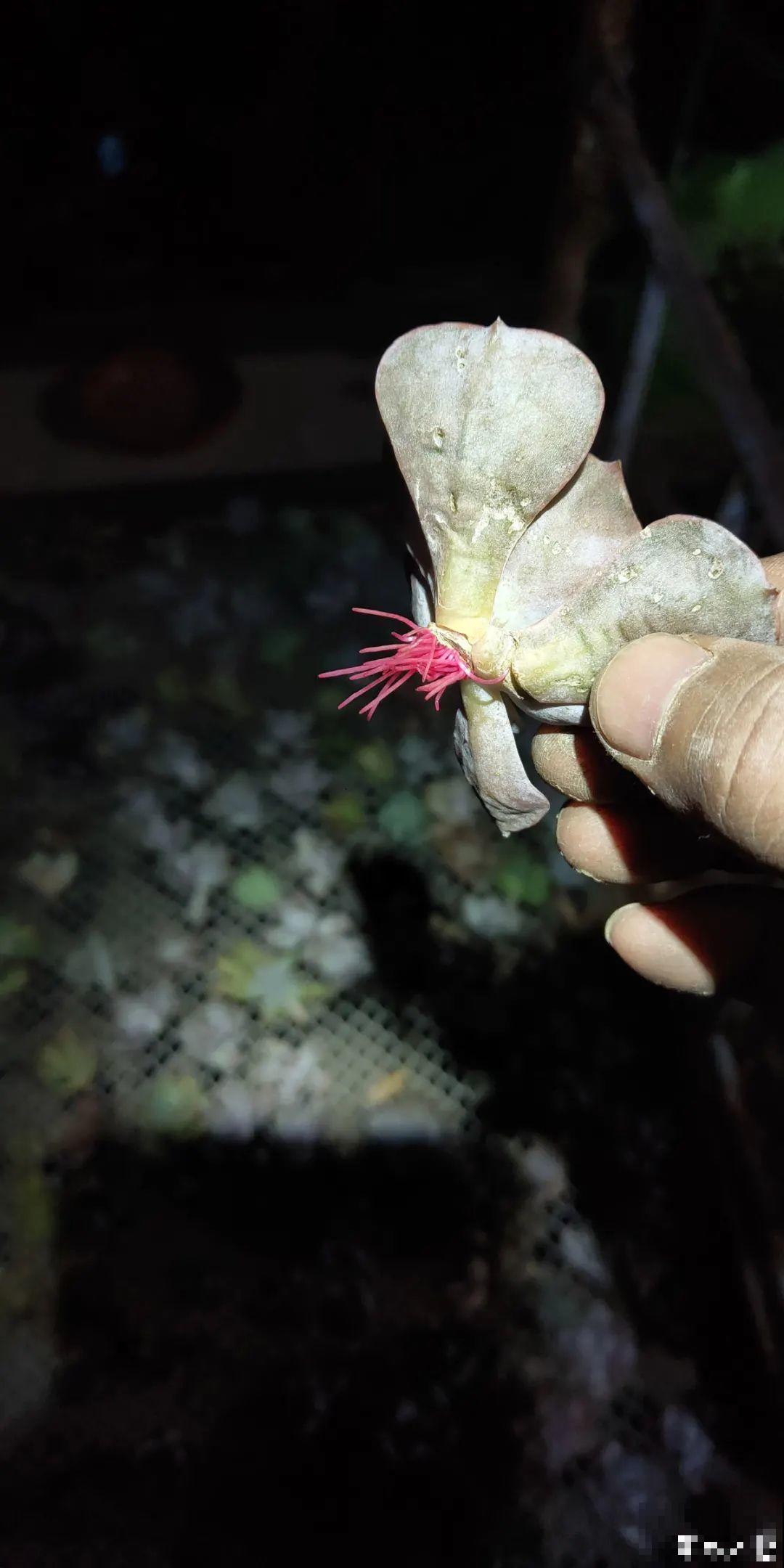 冬天扦插，只用一张塑料薄膜，就能长出小嫩芽