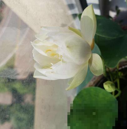 碗莲秋天这么养，来年立叶快，花开不断！