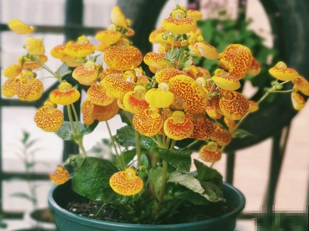 50种冬天开花植物,天冷了,照样冒花苞! 50种冬天开花植物,天冷了,照样冒花苞!