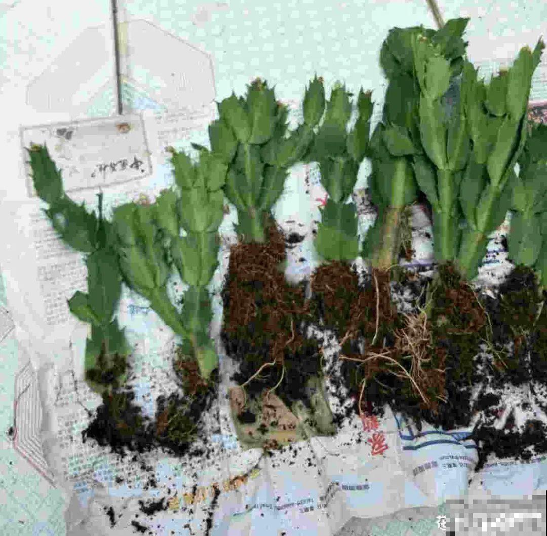 8种花，养嫩不养老，老了要多修剪！