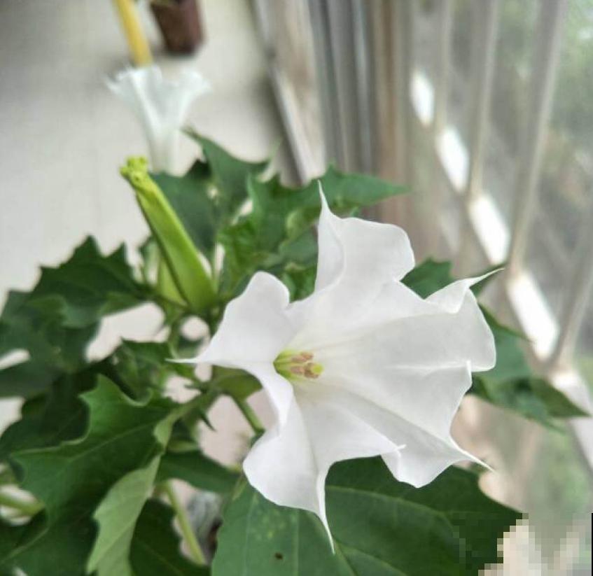 美艳毒辣的曼陀罗，一不小心就中毒，人人看了绕路走！