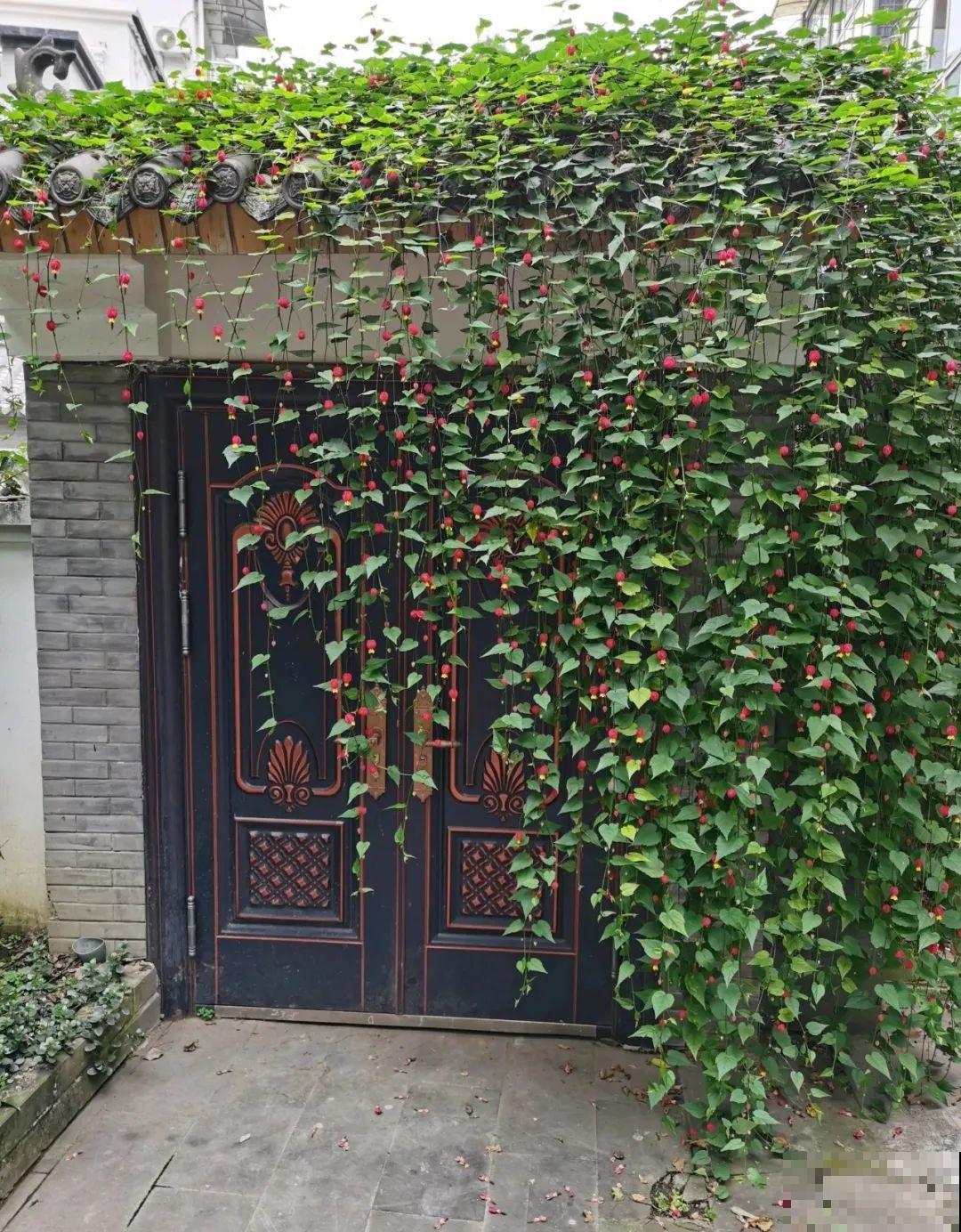 家里养棵球兰，开花漂亮，香味浓郁