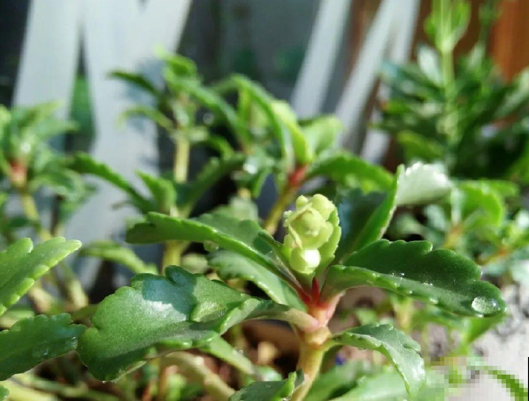 长寿花变异了,开花长这样,邻居天天过来看! 长寿花变异了,开花长这样,邻居天天过来看!