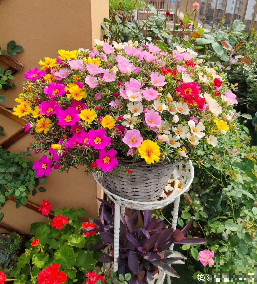 8种花，养嫩不养老，老了要多修剪！