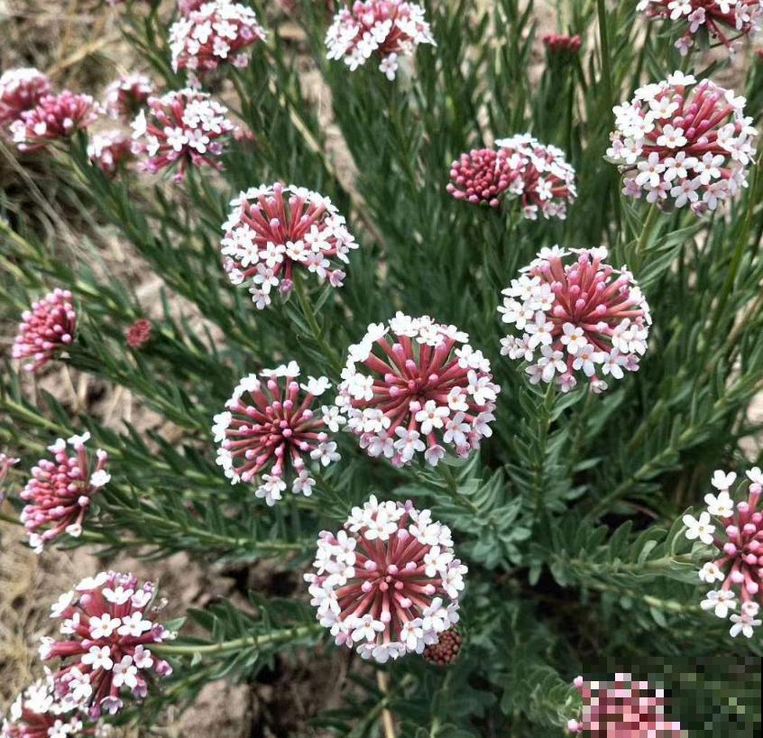 令人闻风丧胆的狼毒花，一身毒性，常用来做杀虫剂！