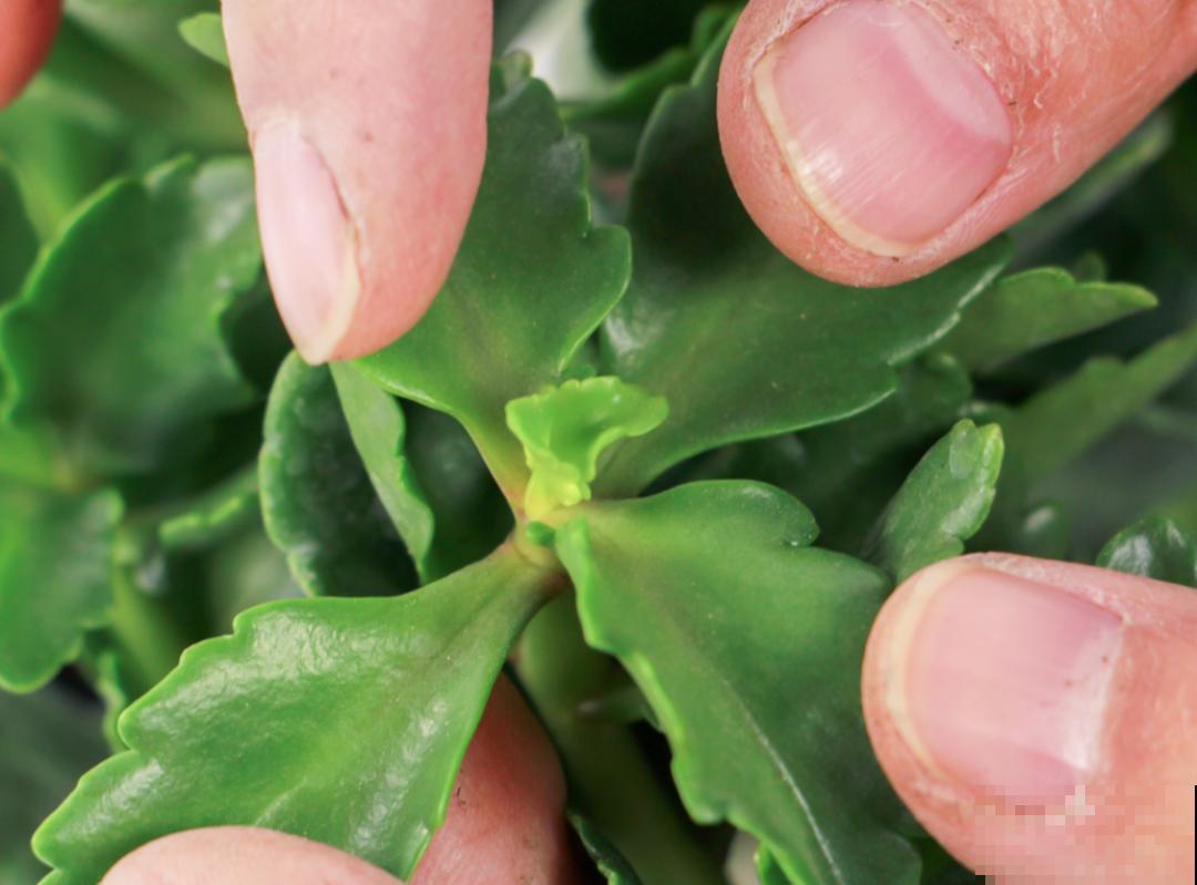 长寿花变异了,开花长这样,邻居天天过来看! 长寿花变异了,开花长这样,邻居天天过来看!