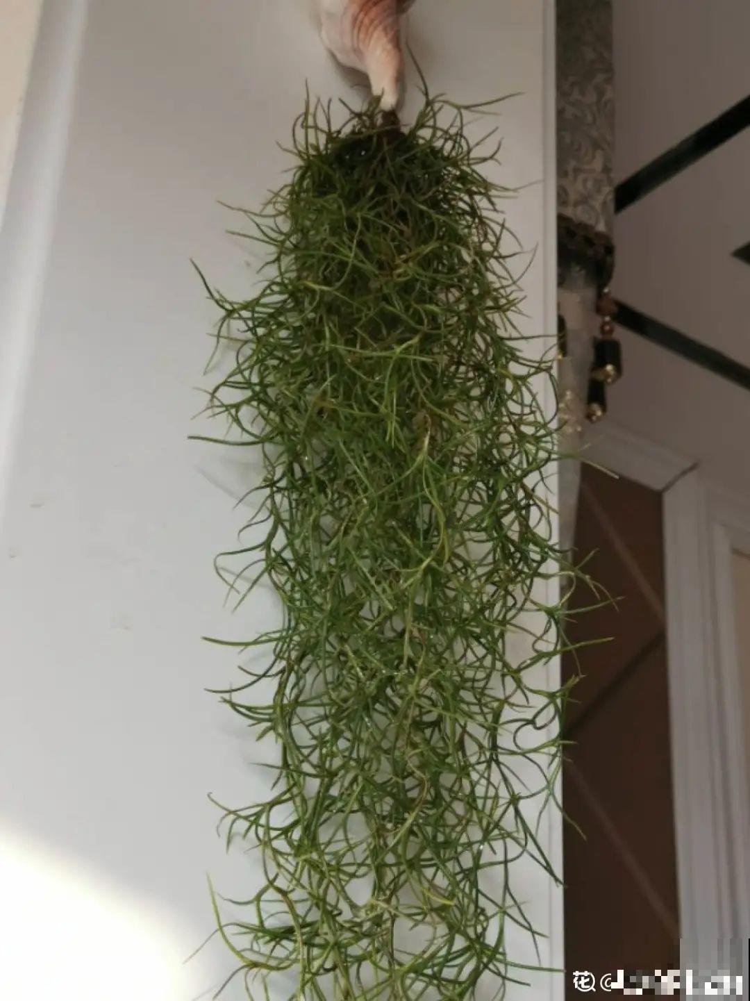 家里养棵球兰，开花漂亮，香味浓郁