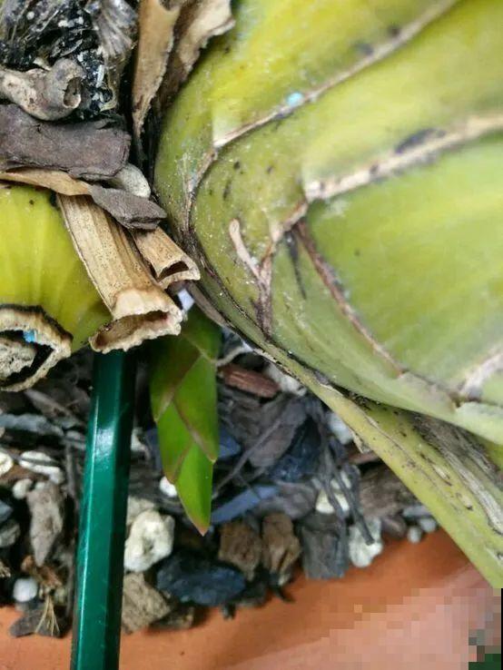 10月养花掐一掐,掐完就来花,盆都塞不下! 10月养花掐一掐,掐完就来花,盆都塞不下!