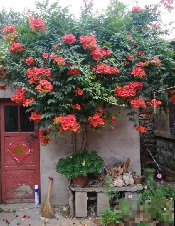 家里养了鱼腥草，吃都吃不完，泛滥了！