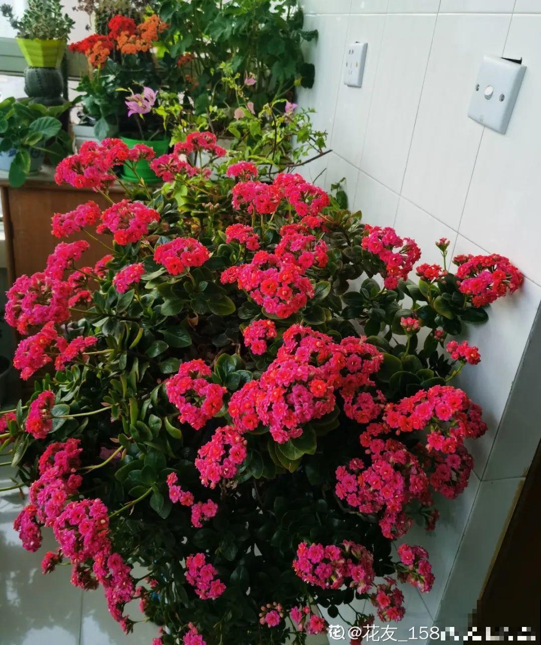 不同花卉耐寒程度不同,要根据品种来养护 不同花卉耐寒程度不同,要根据品种来养护