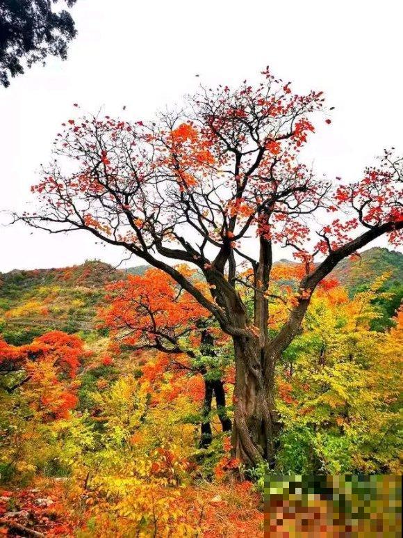 秋日开花多，美景拍下来，留住最美一刻