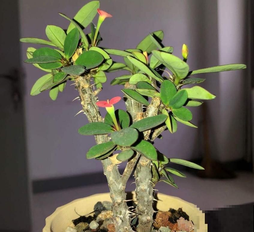 花卉保温有妙招,动一动小手,再降温也不怕! 花卉保温有妙招,动一动小手,再降温也不怕!