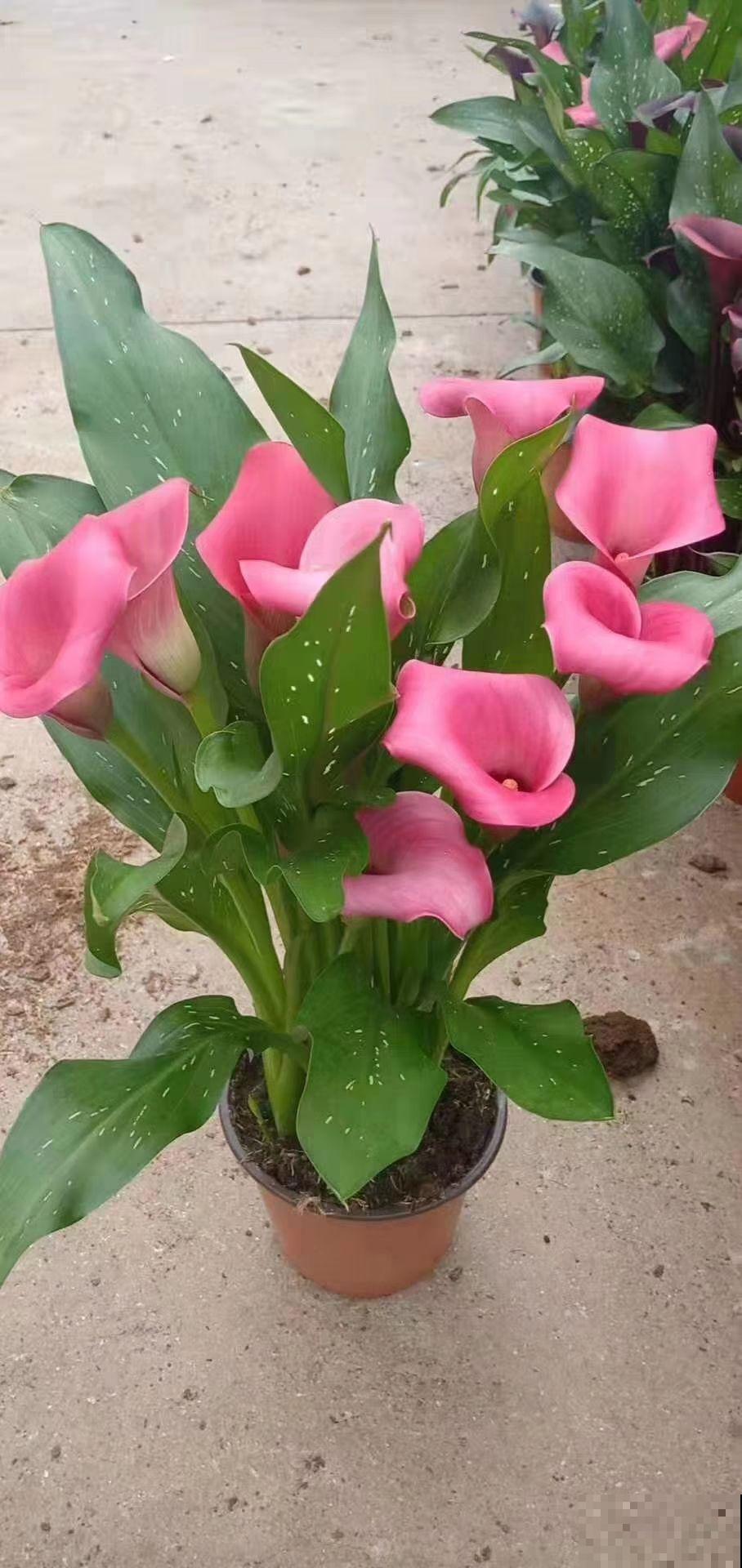 4种花是婚礼常见花，随便选一种都好看，用好了浪漫又唯美