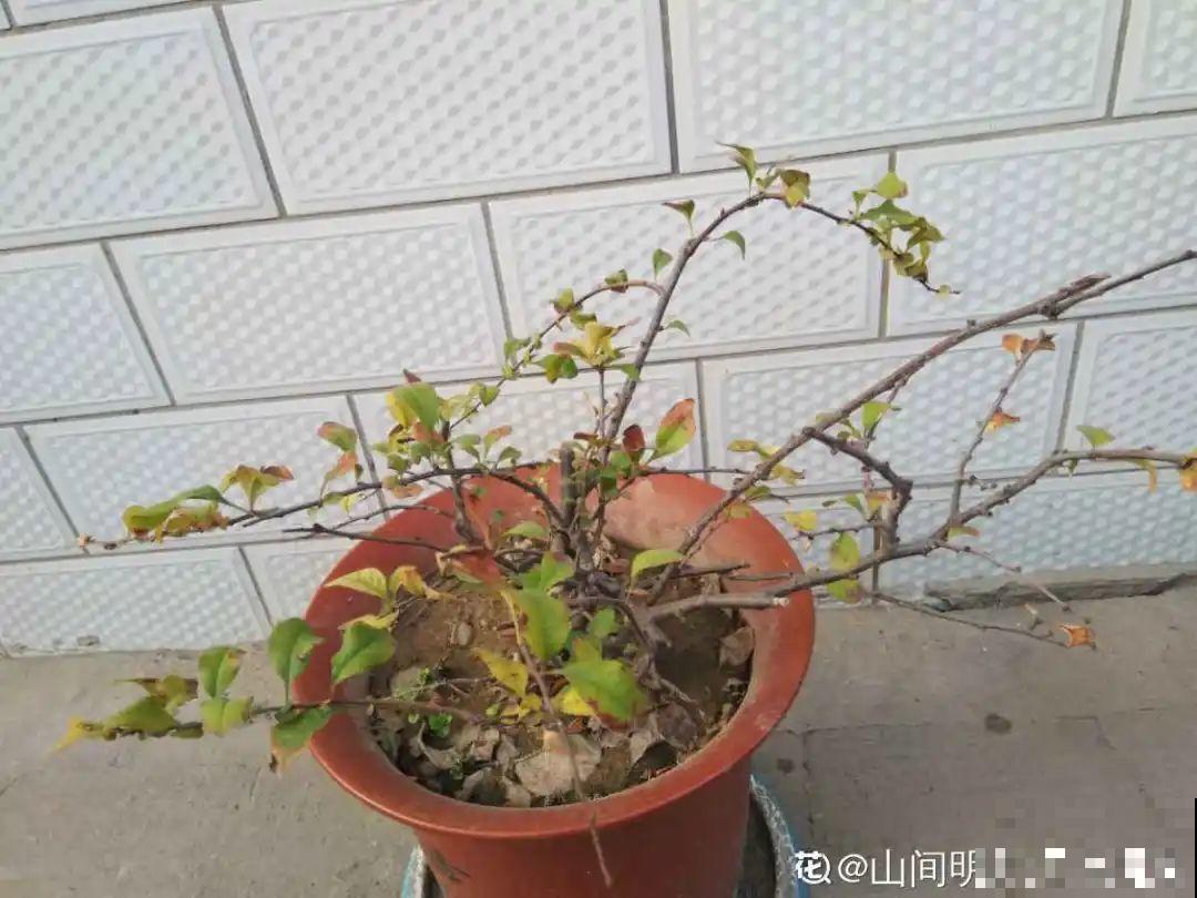 天凉了，9种花不能修剪，剪了以后不开花！