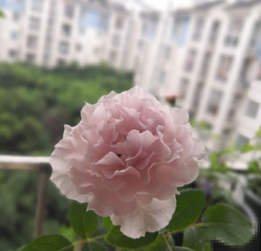 小型月季就选蜻蜓,花美气味香,隔着老远能闻见! 小型月季就选蜻蜓,花美气味香,隔着老远能闻见!