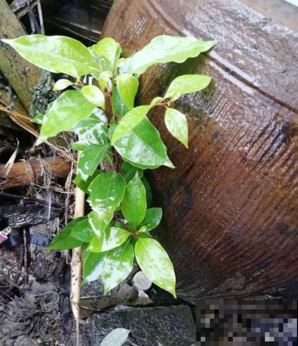 植物命名的5种方式,新奇有趣! 植物命名的5种方式,新奇有趣!