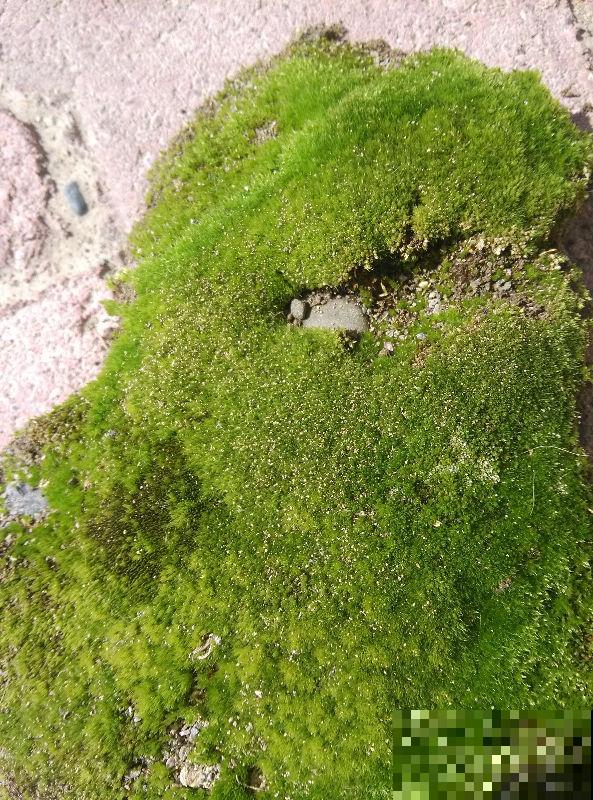 盆土表面撒点“粉末”，保暖又保湿，花长得格外好