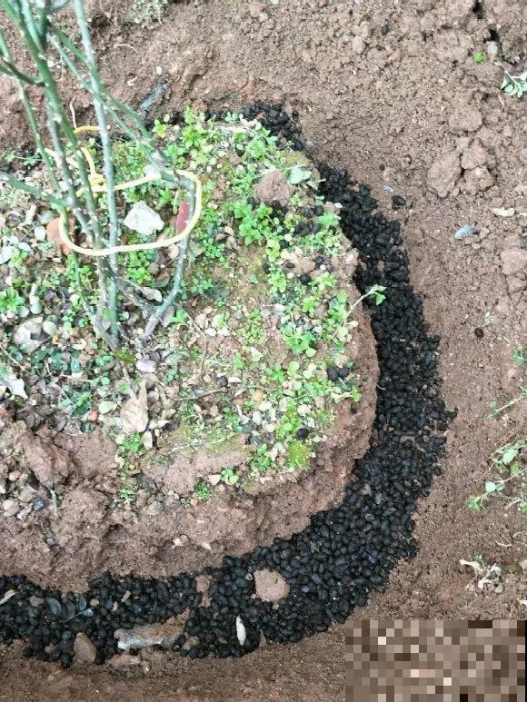 大螃蟹做花肥,秋天大补,花吃完就疯长了! 大螃蟹做花肥,秋天大补,花吃完就疯长了!