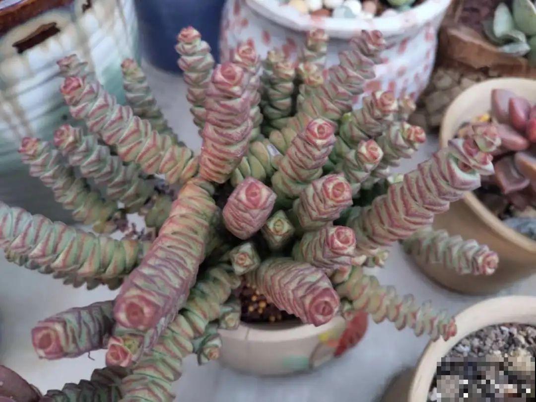 8种花，养嫩不养老，老了要多修剪！