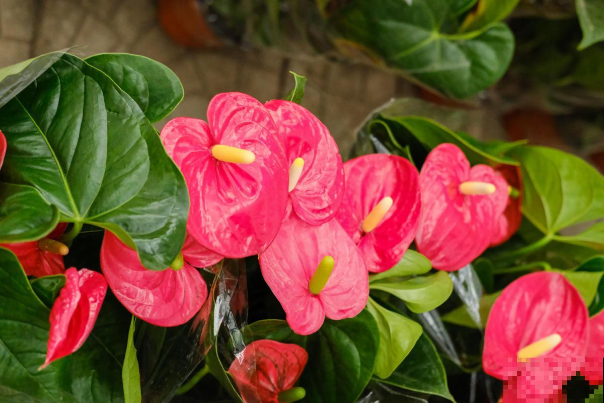 火红的“叶子花”，一年能开上百天，养在家里特喜庆