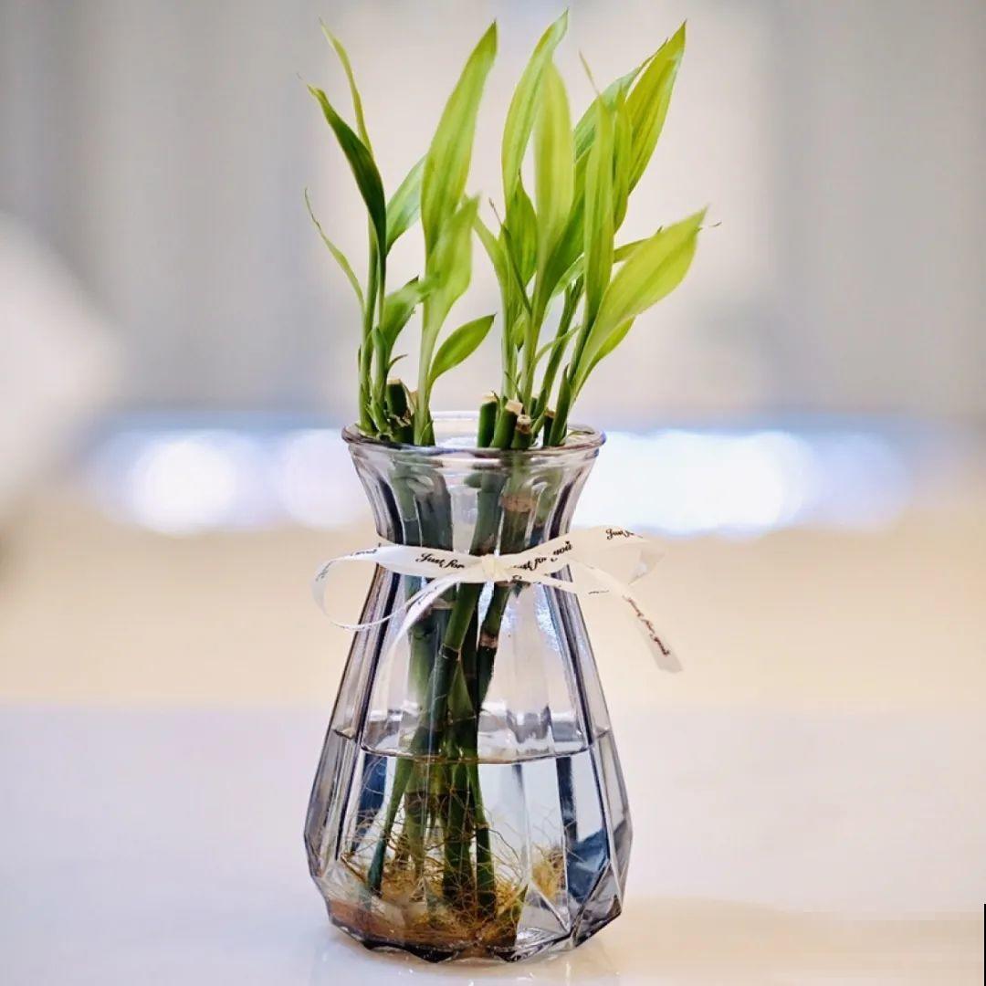 再穷也要养长寿花，寓意好、开花美，养人又养家！