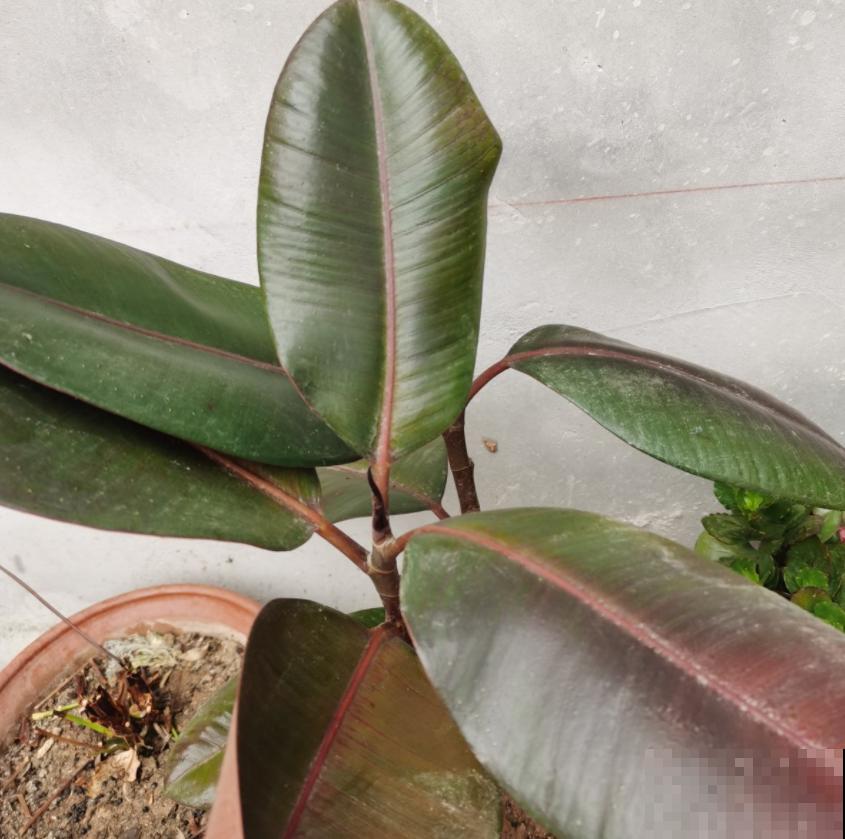 橡皮树为啥扦插不好？时间选错了，换个季节重来！