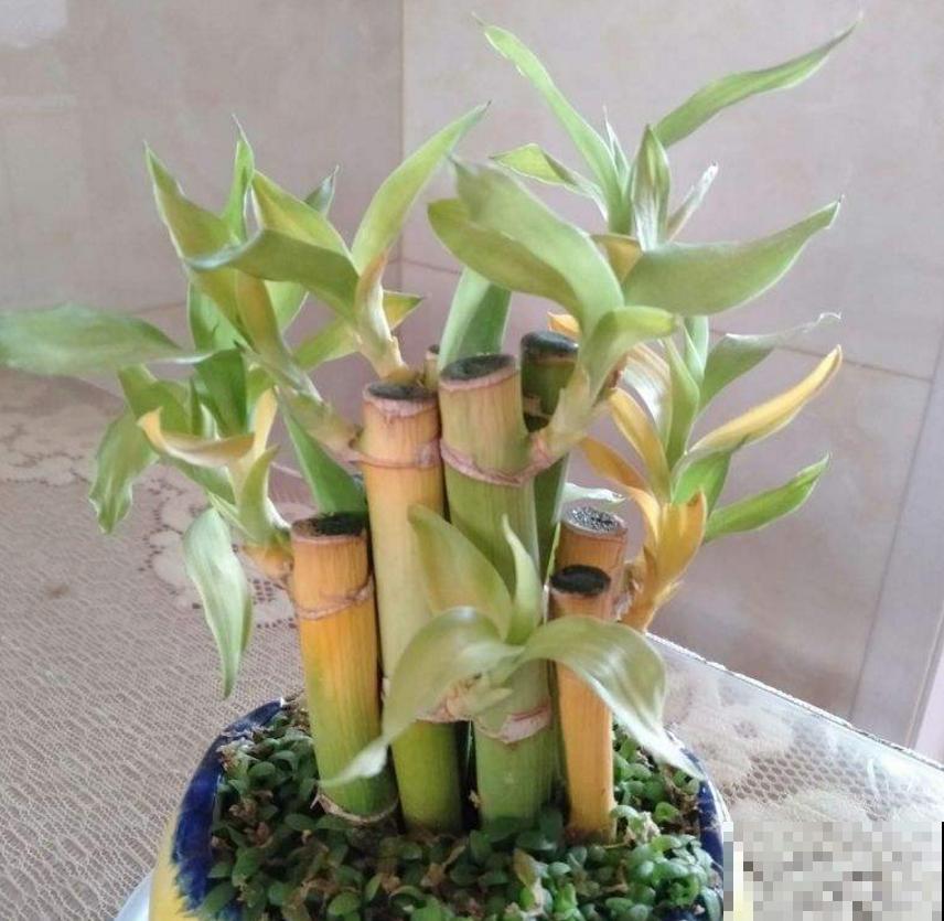 秋天富贵竹易黄叶,找准原因,翠绿一整秋! 秋天富贵竹易黄叶,找准原因,翠绿一整秋!