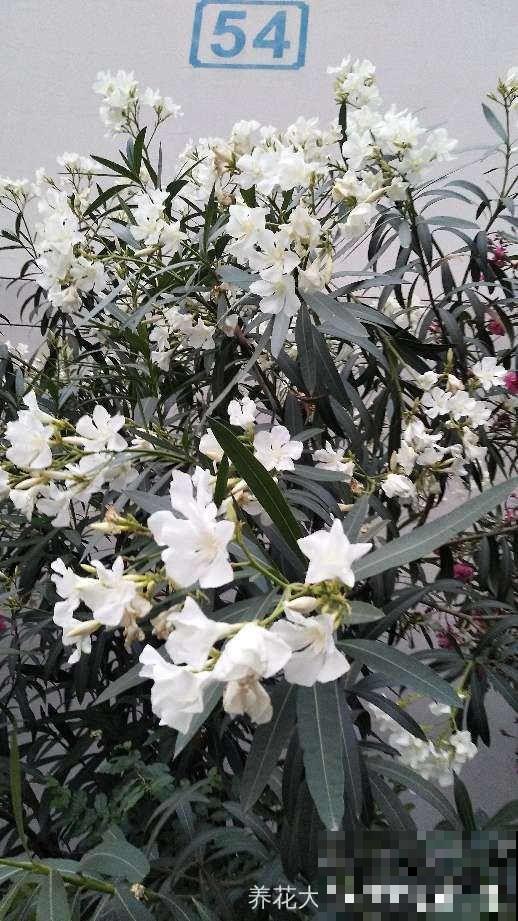 家里养了猫咪，这6种花不能在家养，不然惹来大麻烦！