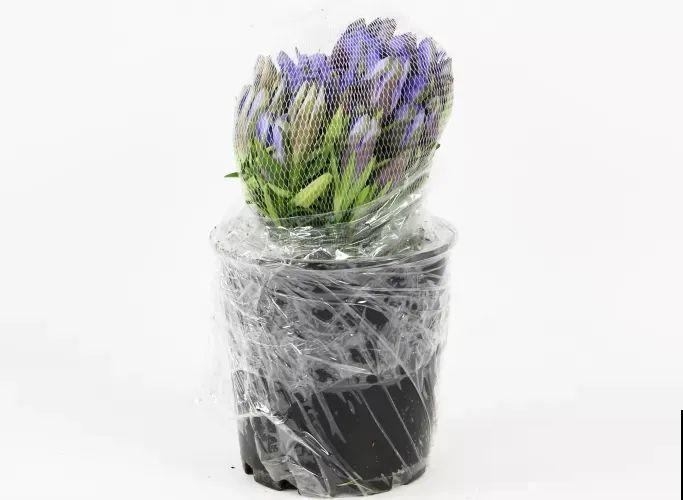 天冷才开的龙胆花，爆了上百朵，零度之下照样美！