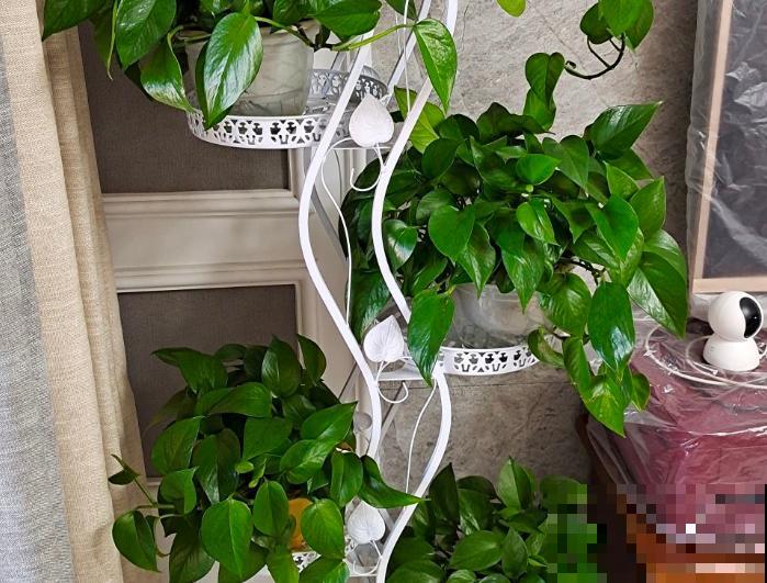 植物命名的5种方式,新奇有趣! 植物命名的5种方式,新奇有趣!