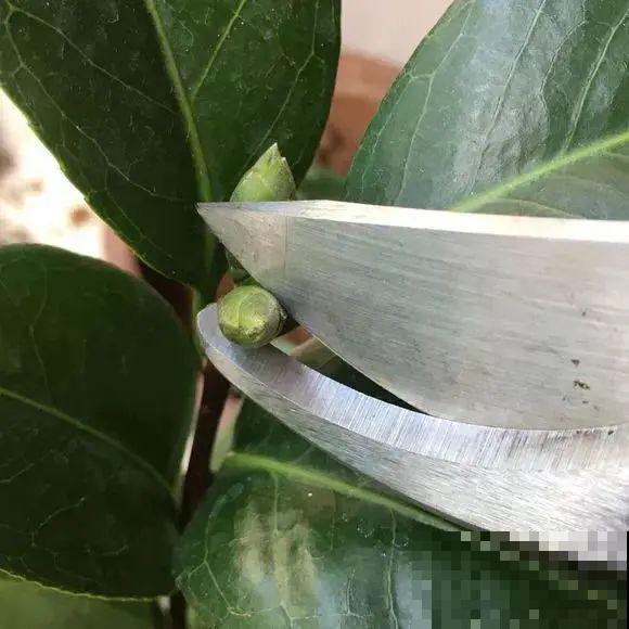 冒出来的花苞全剪了,气的人肝疼,1个月后竟然爆开花! 冒出来的花苞全剪了,气的人肝疼,1个月后竟然爆开花!