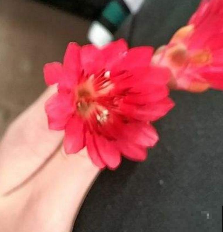 院里种棵红花荷，花大如盏，红彤彤的特喜庆！