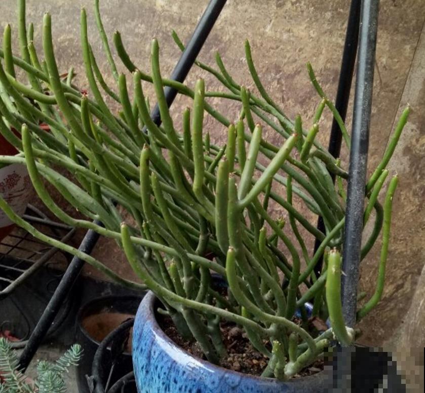 光棍树不好惹，白色液体碰不得，要小心！