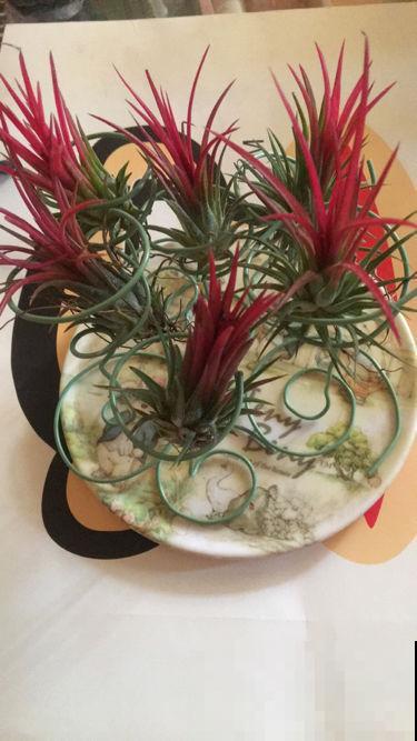 懒人养花总忘浇水，不如养点耐旱花，一个月不浇水都能活