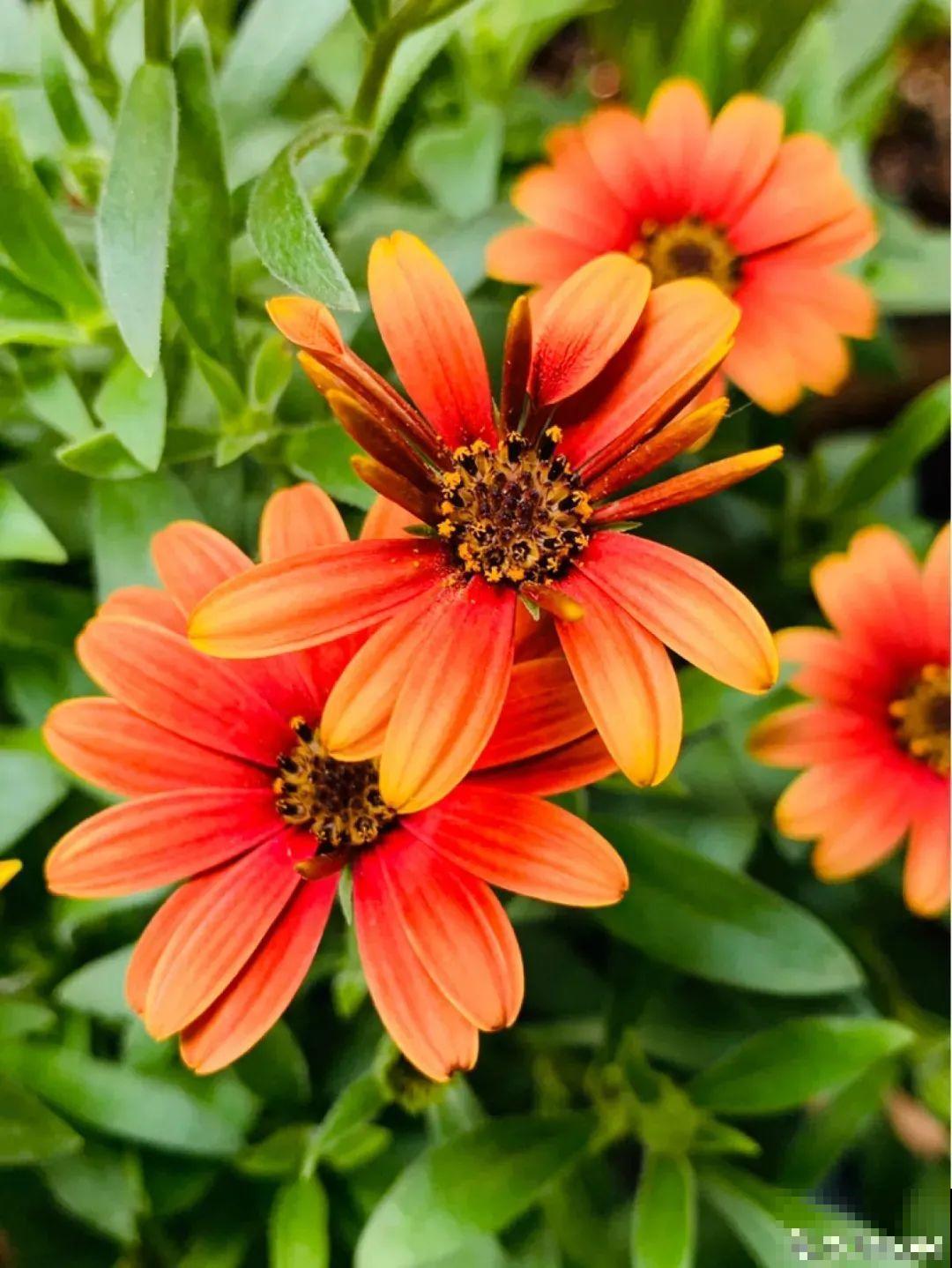 蓝目菊简直就是开花机器,一年能开上百天,盆盆爆成大花球! 蓝目菊简直就是开花机器,一年能开上百天,盆盆爆成大花球!