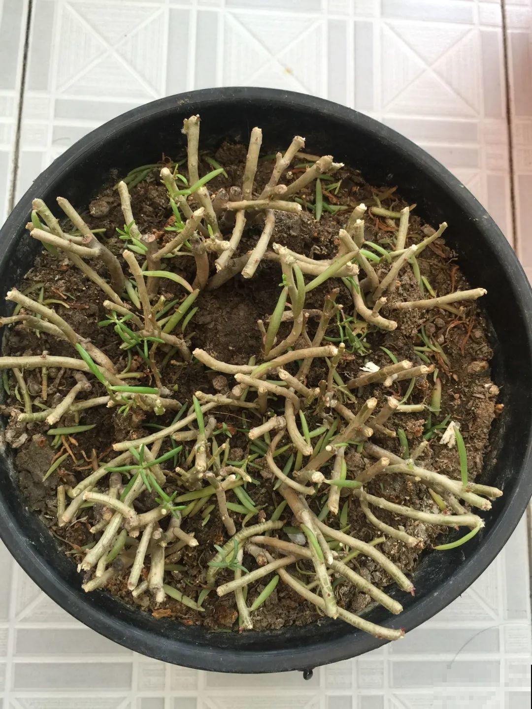 霜降来临，茉莉抓紧剪一波，更抗冻，好过冬！