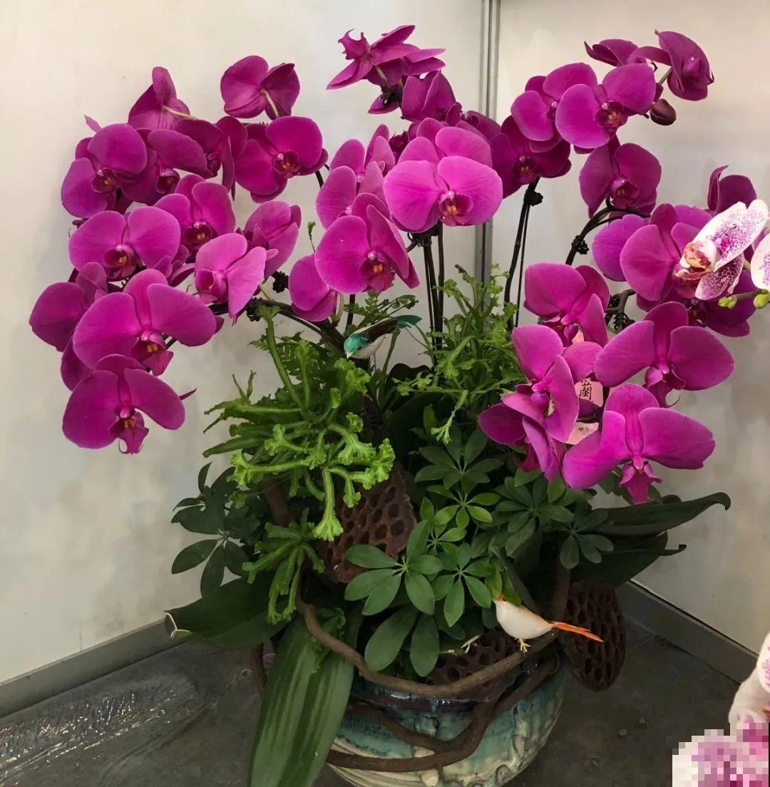 300块钱的花，一个没注意，一周掉成光杆司令