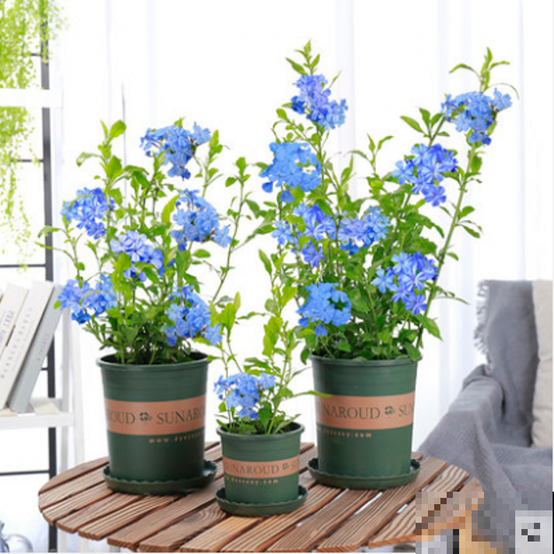 这5种花不抗冻，趁早搬进室内，暖暖活活过秋冬！