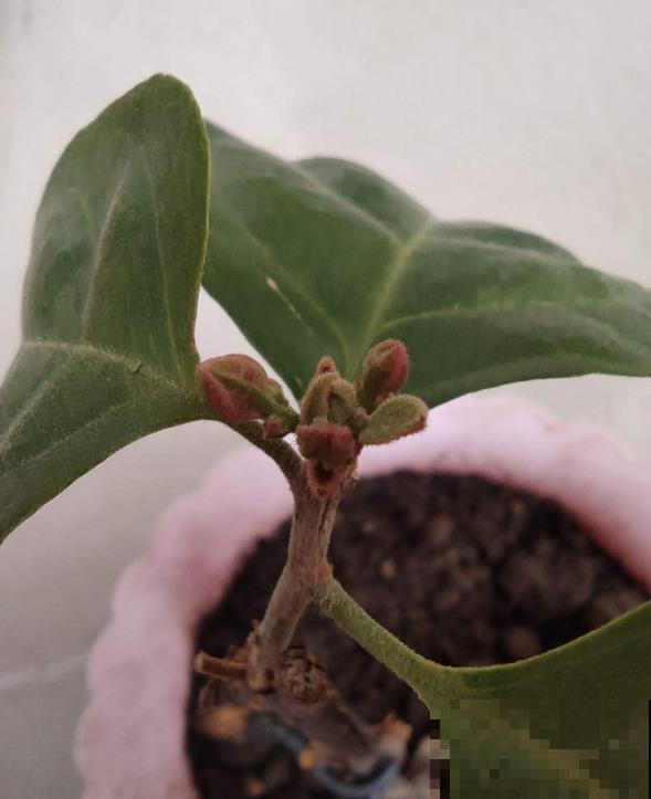 新买的三角梅直接就种？难怪长得慢，先“洗个澡”再种！