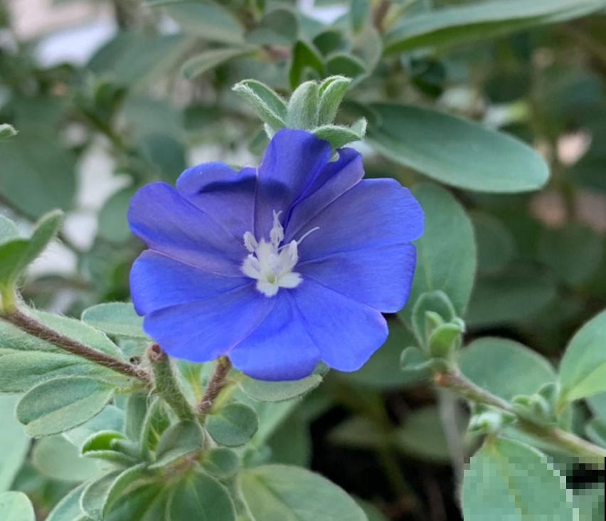 特励志的蓝星花，花朵只开一天，花期是一年！