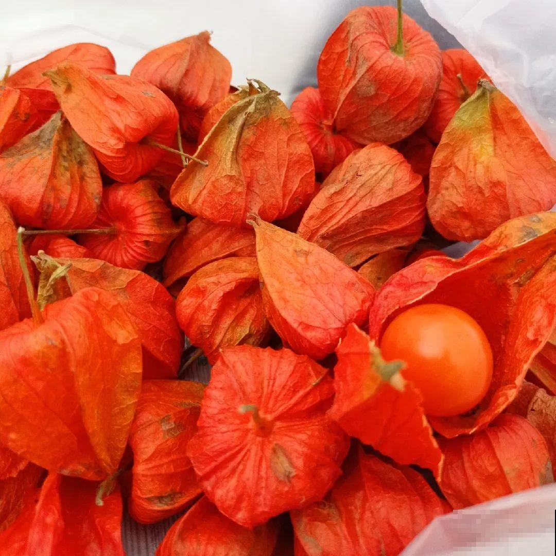 白菜在家养了8年,养成了老桩,长得可旺盛! 白菜在家养了8年,养成了老桩,长得可旺盛!