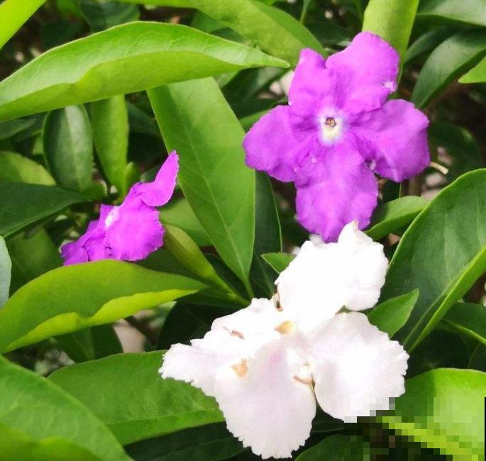 鸳鸯茉莉不敢随便养，带有毒性，小孩要小心！