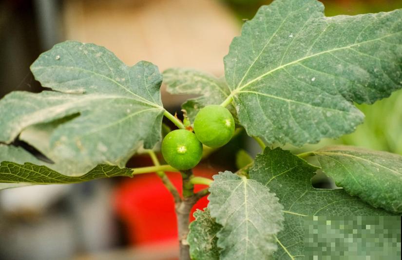 想吃无花果别着急,学会嫁接,一根枝条变一树果子! 想吃无花果别着急,学会嫁接,一根枝条变一树果子!