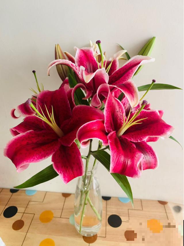 家里养了猫咪，这6种花不能在家养，不然惹来大麻烦！