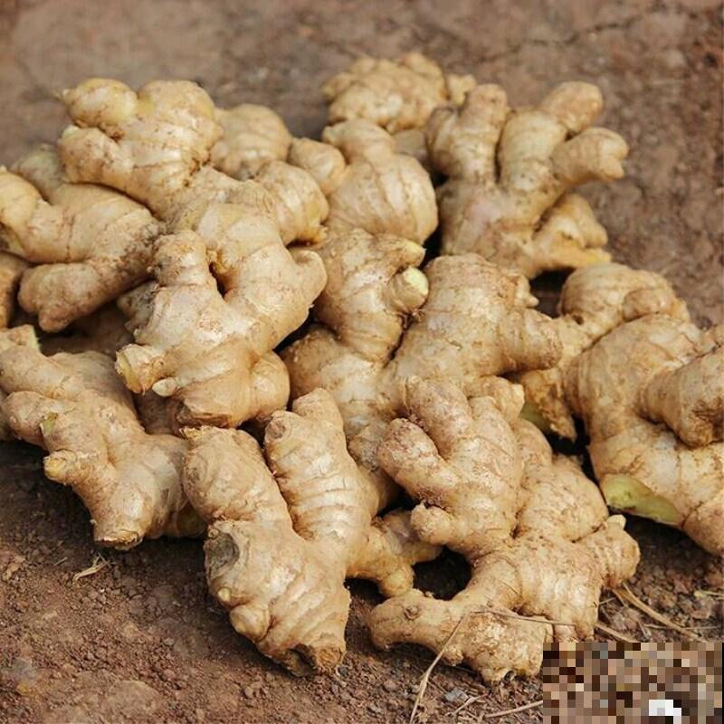 香菜别放保鲜层，盐水焯一下，一年四季都新鲜