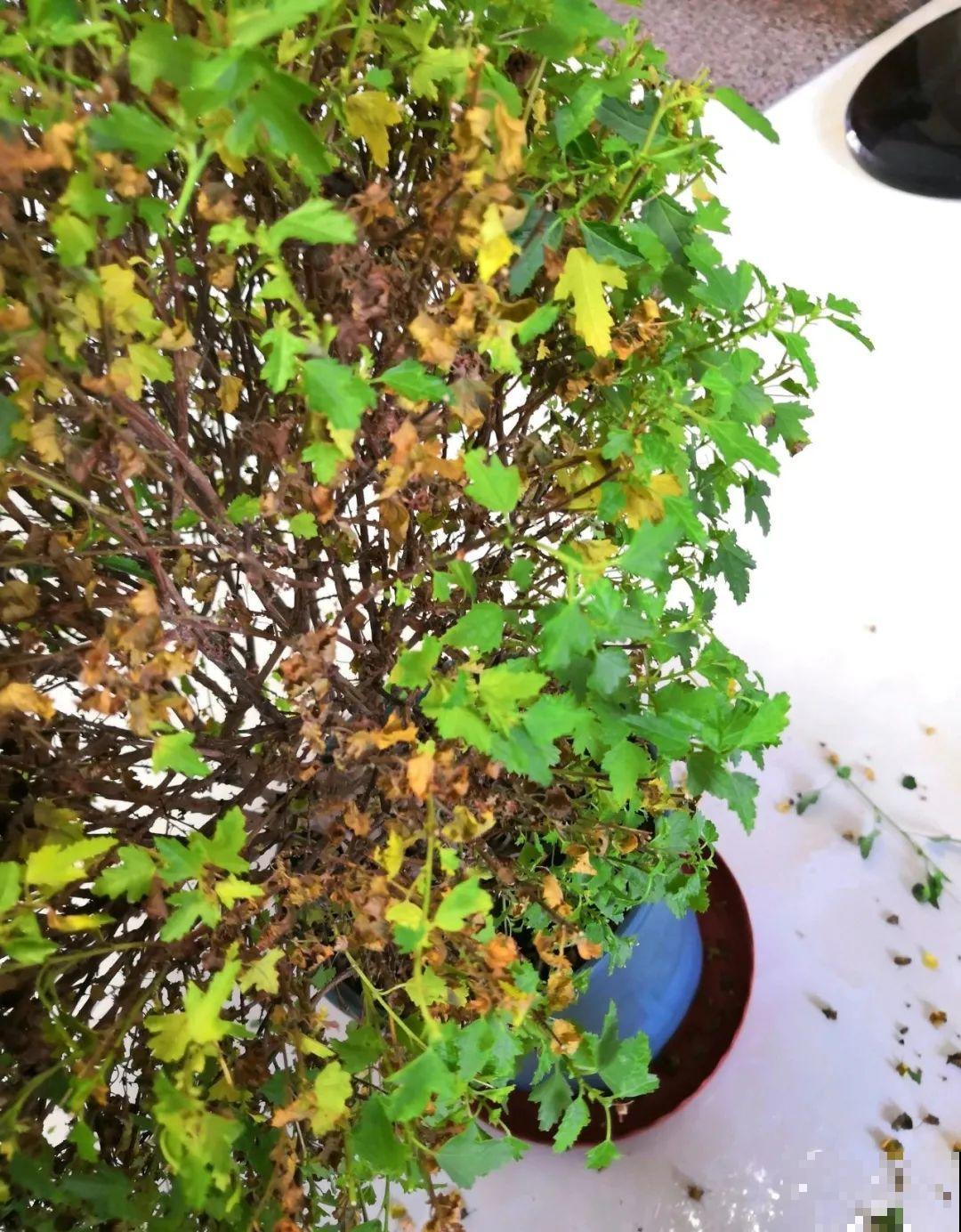 霜降来临，茉莉抓紧剪一波，更抗冻，好过冬！