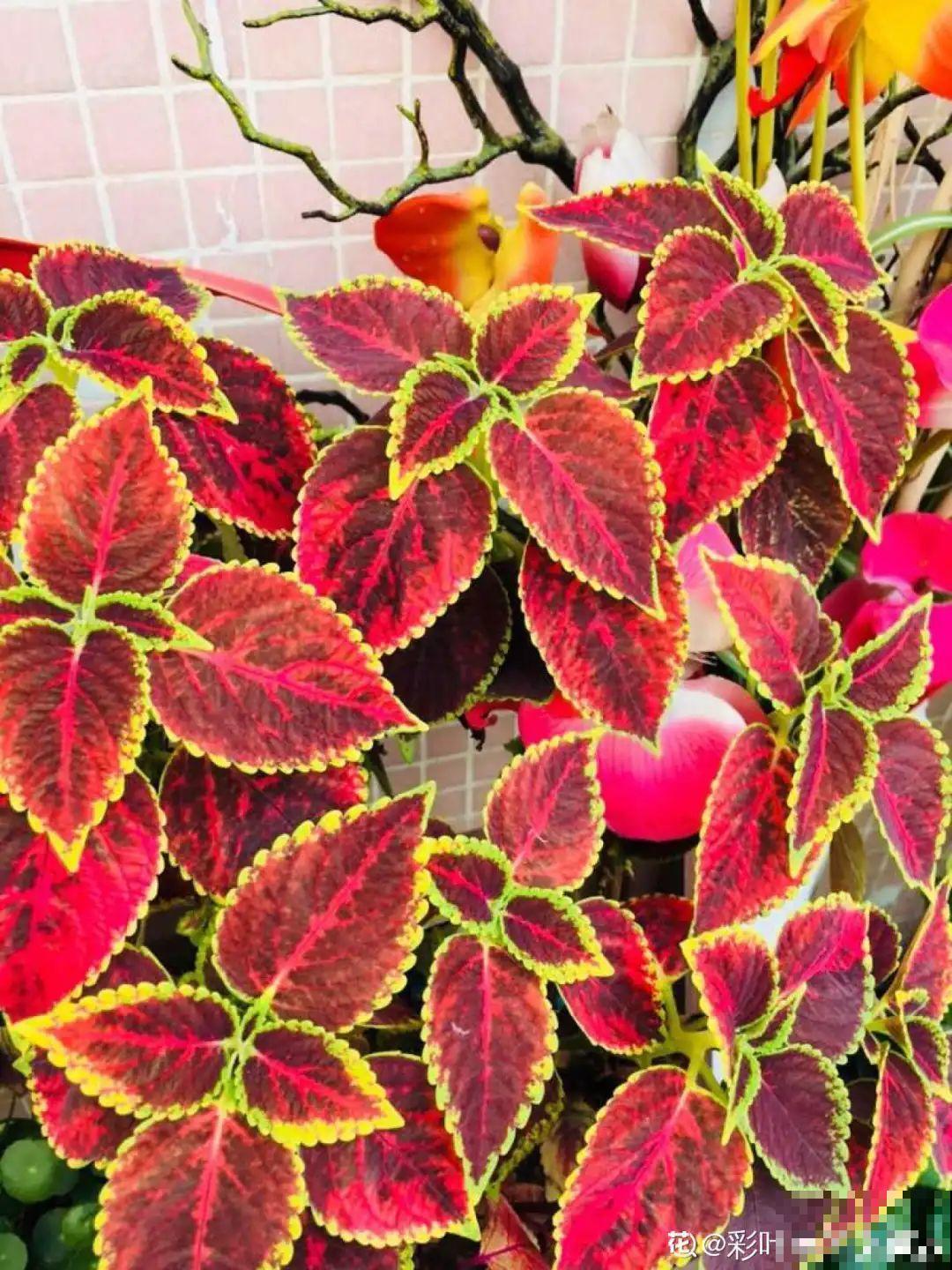 越晒越美的花，扔太阳底下晒着，红红的特好看！