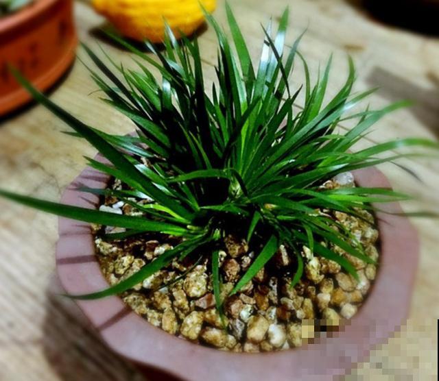 种几棵菖蒲当盆景,气质独特,文人风骨尽显! 种几棵菖蒲当盆景,气质独特,文人风骨尽显!