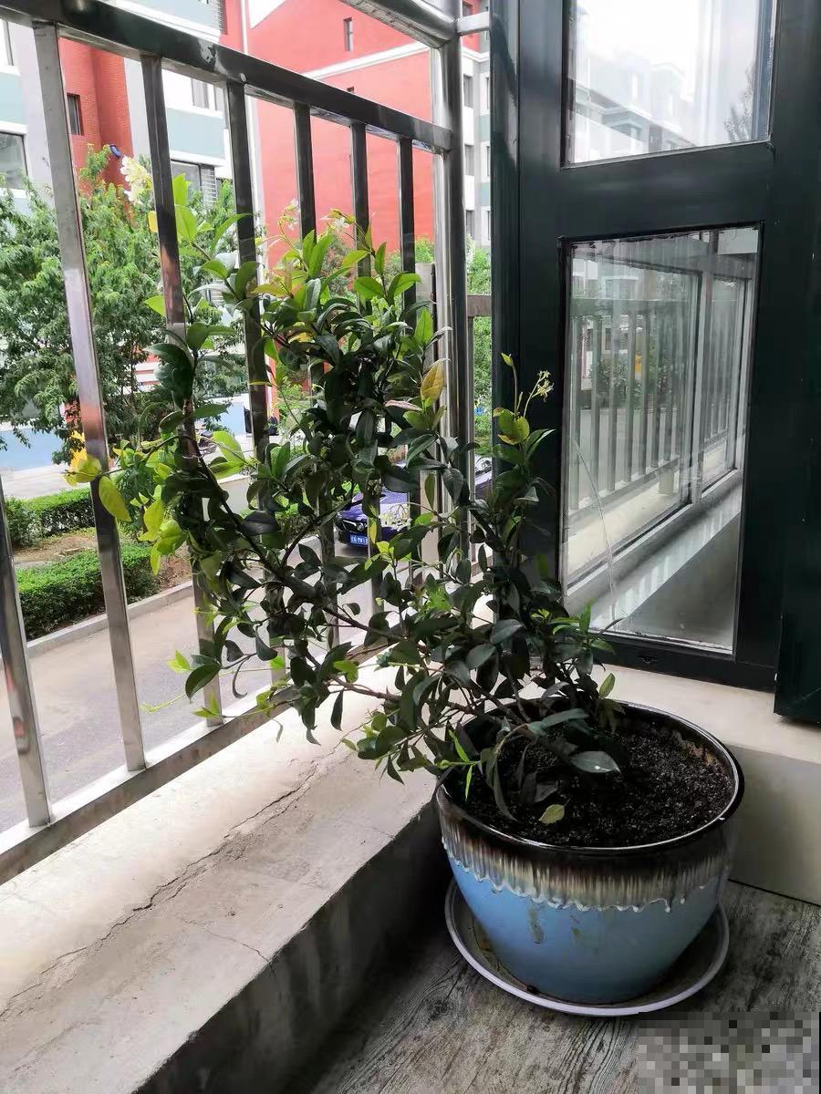 家里养盆香香花，1次开上一面墙，2年养成粉色花墙